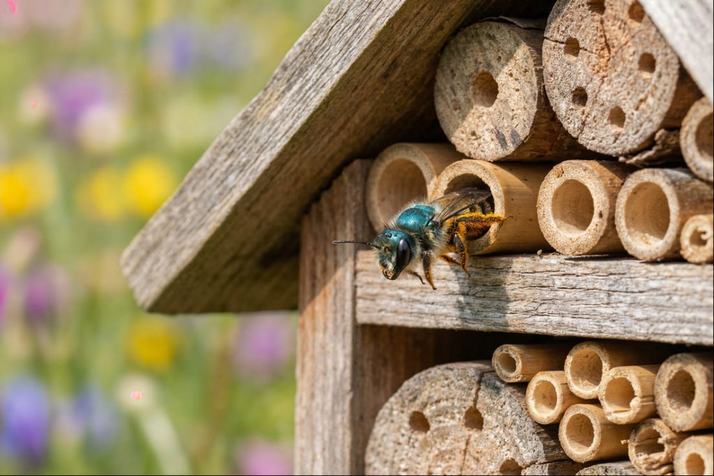 Biene fliegt aus Holzröhrchen des Insektenhotels
